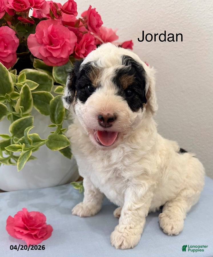 Mini Aussiedoodle dogs Jordon - Ad 38