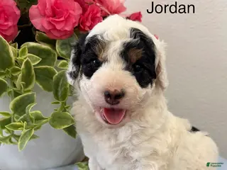 Mini Aussiedoodle dogs Jordon - Ad 38