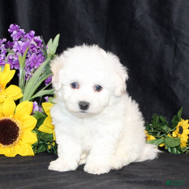 Bichon Frise dogs Carter - Ad 2