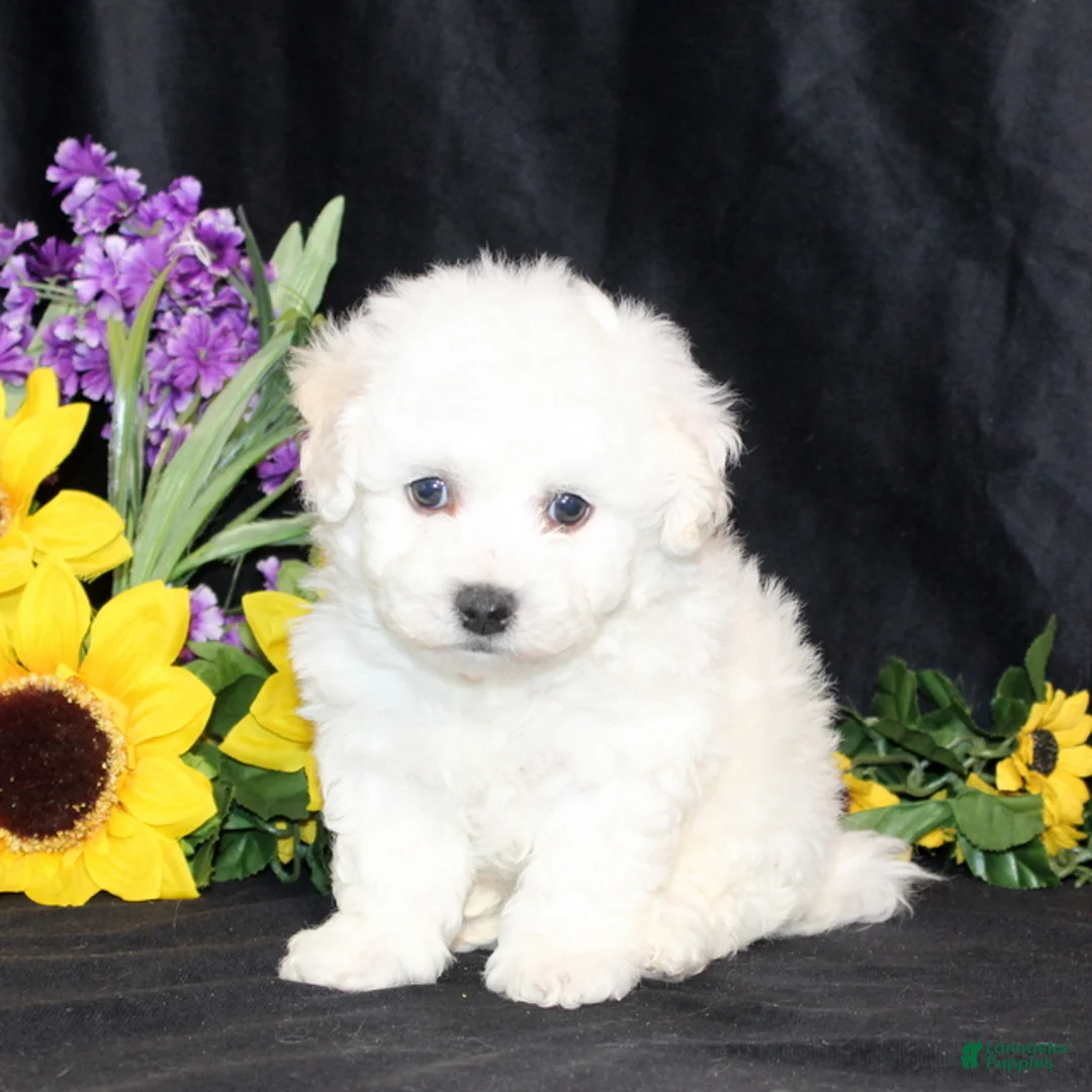 Bichon Frise dogs for sale: Carter - Ad 2