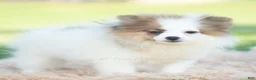 Pomeranian dogs for sale: Biscuit AKC - Ad 3