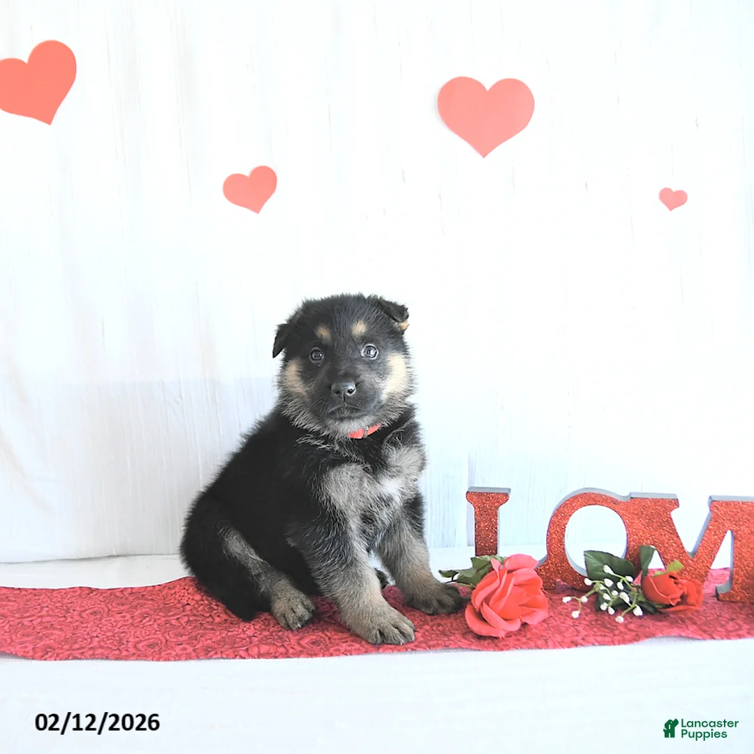 German Shepherd dogs for sale: Skipper - Ad 5