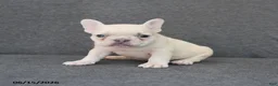 French Bulldog dogs for sale: Noah - Ad 1