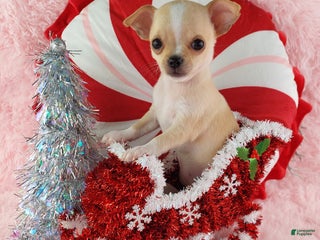 Chihuahua dogs Chihuahua Puppy 2 - Ad 14