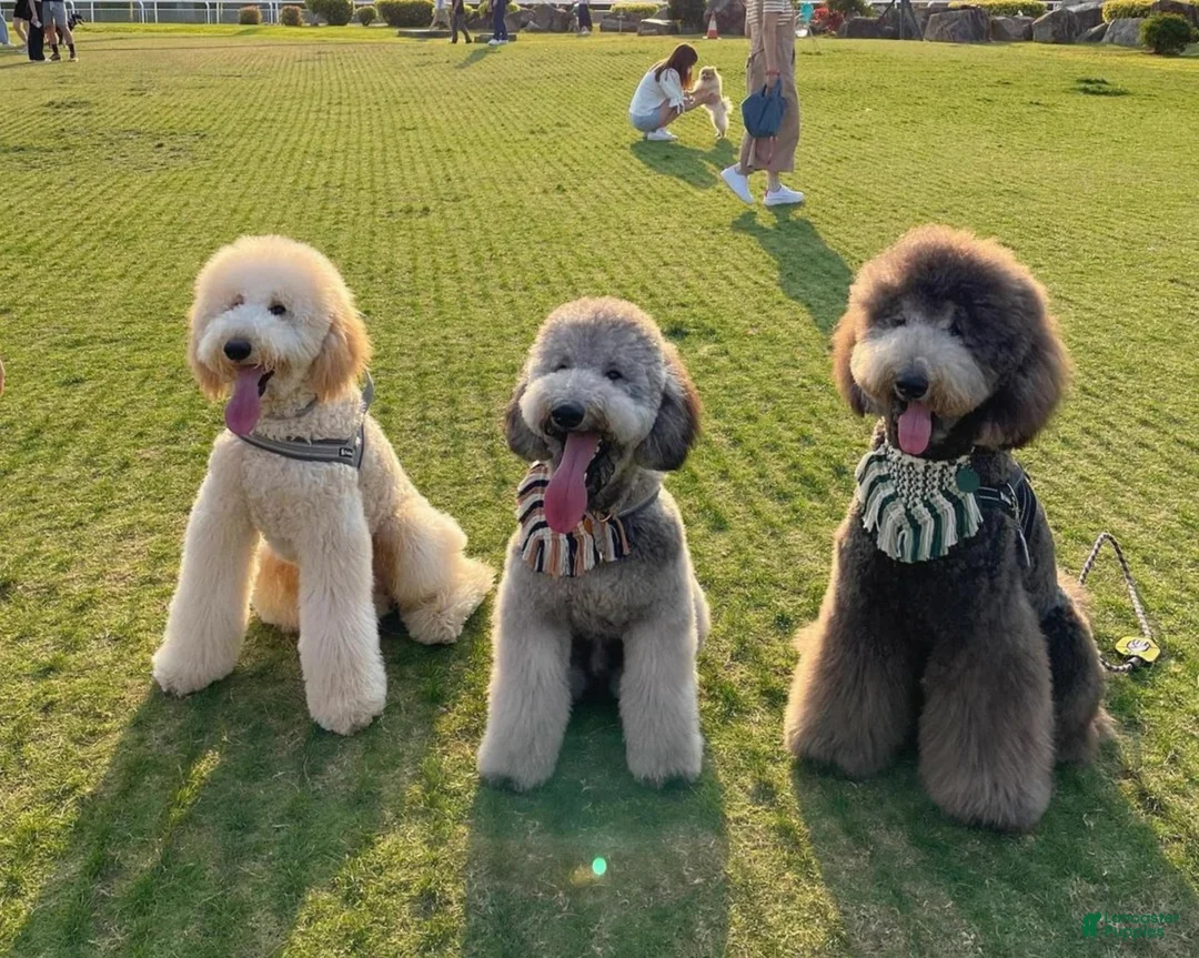 Standard Poodle dogs for sale: Standard Poodle Puppy 4 - Ad 14