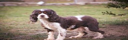 Cocker Spaniel dogs for sale: Everly - Ad 9