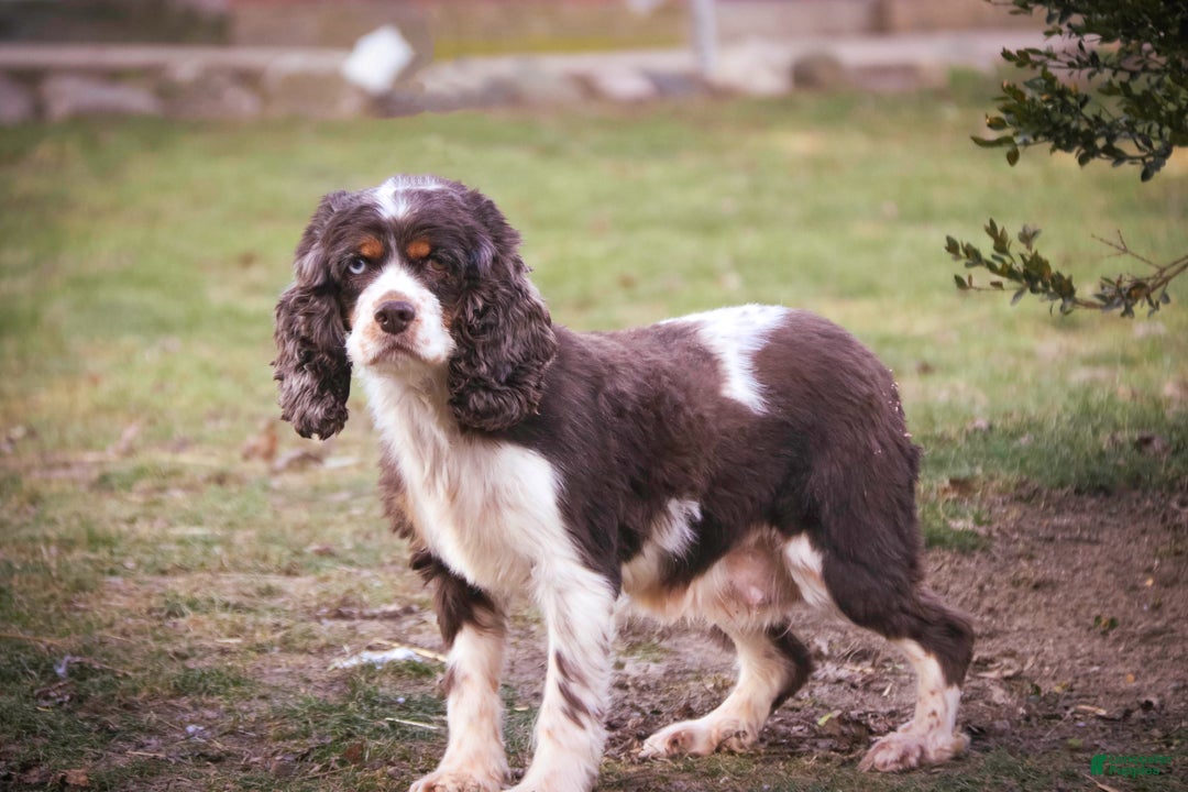 Cocker Spaniel dogs for sale: Everly - Ad 9
