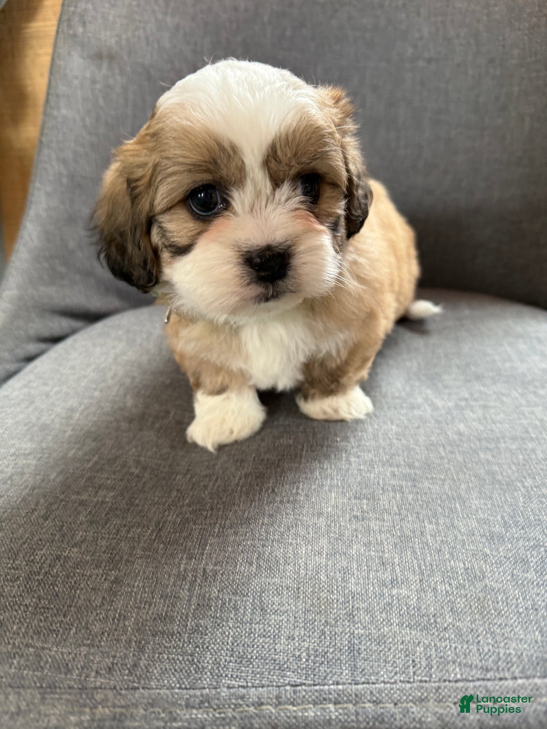 Teddy Bear dogs for sale: Sara - Ad 12