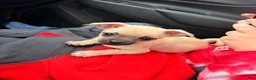 Mixed Breed dogs for sale: Goldy (female) - Ad 2