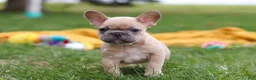 French Bulldog dogs for sale: Layla  - Ad 7