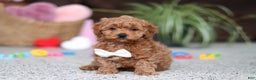 Cavapoo dogs for sale: Asher - Ad 4