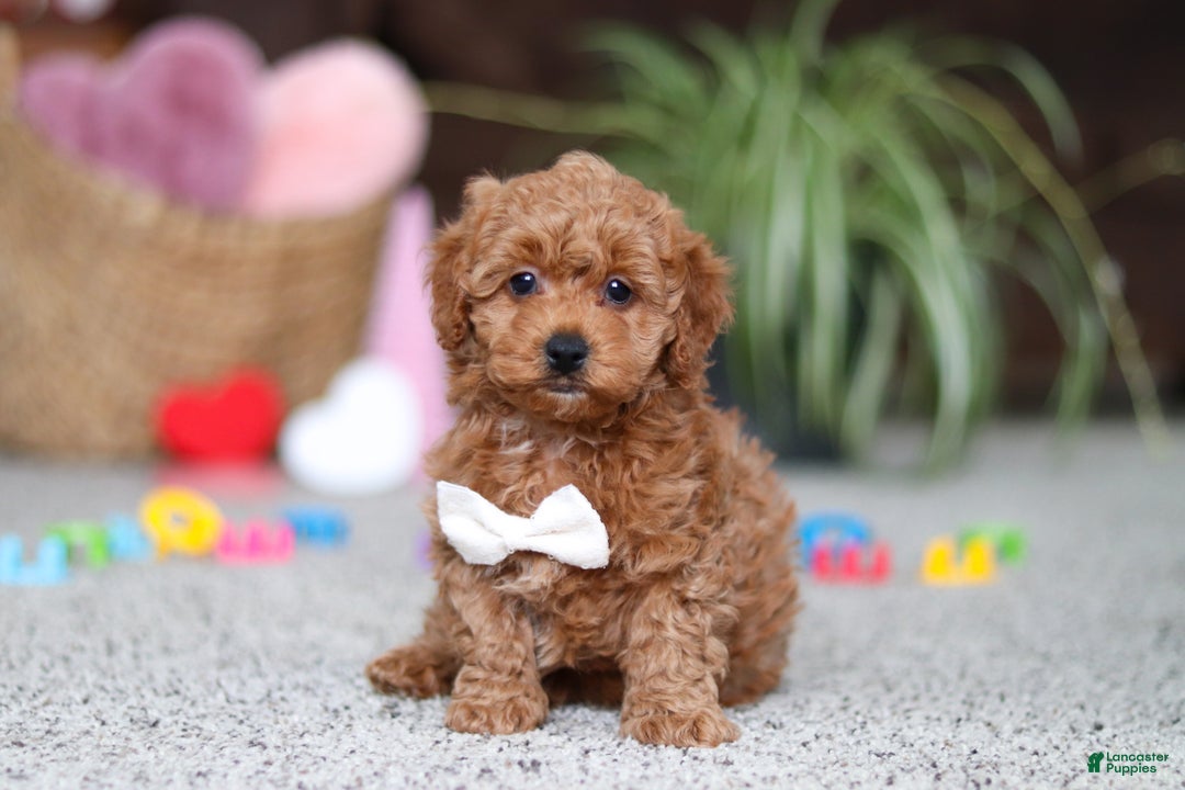 Cavapoo dogs for sale: Asher - Ad 4