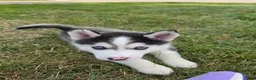 Pomsky dogs for sale: Doc - Ad 10