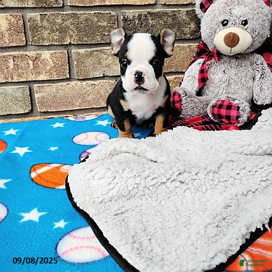 English Bulldog dogs for sale: Reuben - Ad 21