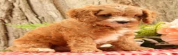 Cavapoo dogs for sale: Jasper - Ad 3