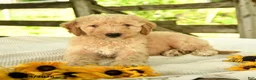 Mini Goldendoodle dogs for sale: Troy - Ad 7