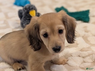 Miniature Dachshund dogs - Ad 3