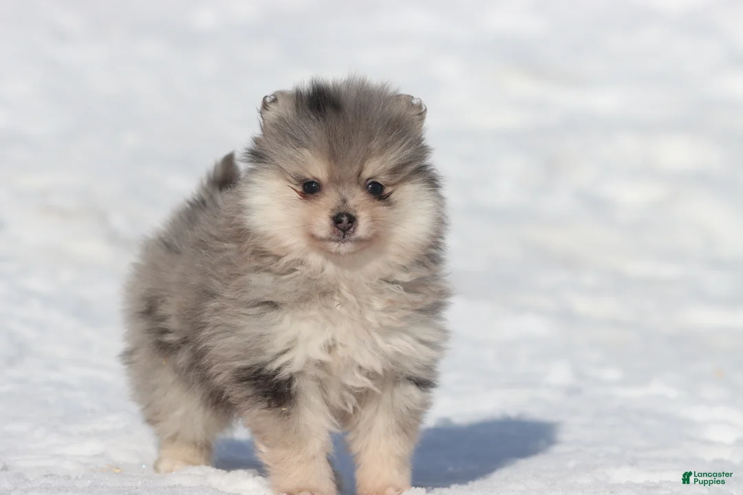 Pomeranian dogs for sale: Locket - Ad 3