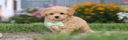 Maltipoo dogs for sale: Sailor - Ad 14