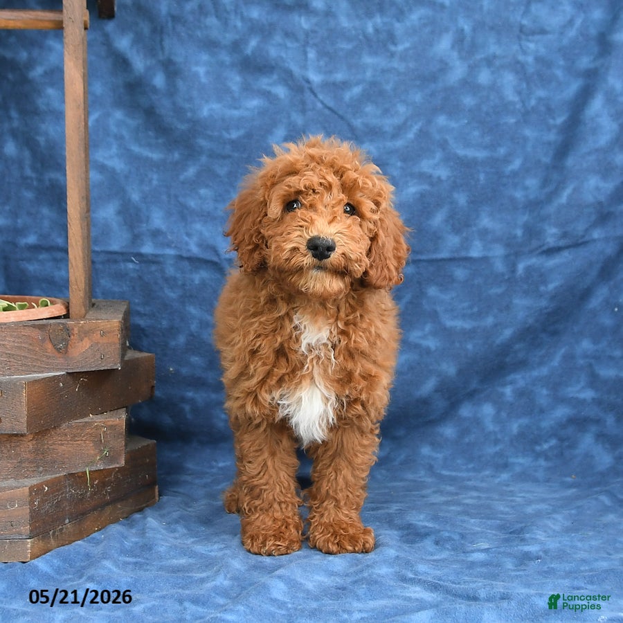 Mini Goldendoodle dogs Captain - Ad 1
