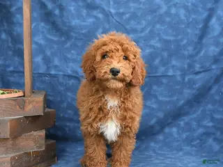 Mini Goldendoodle dogs for sale: Captain - Ad 2