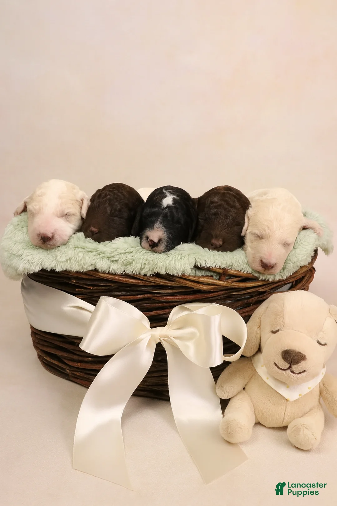 Standard Poodle dogs for sale: Oreo  - Ad 2