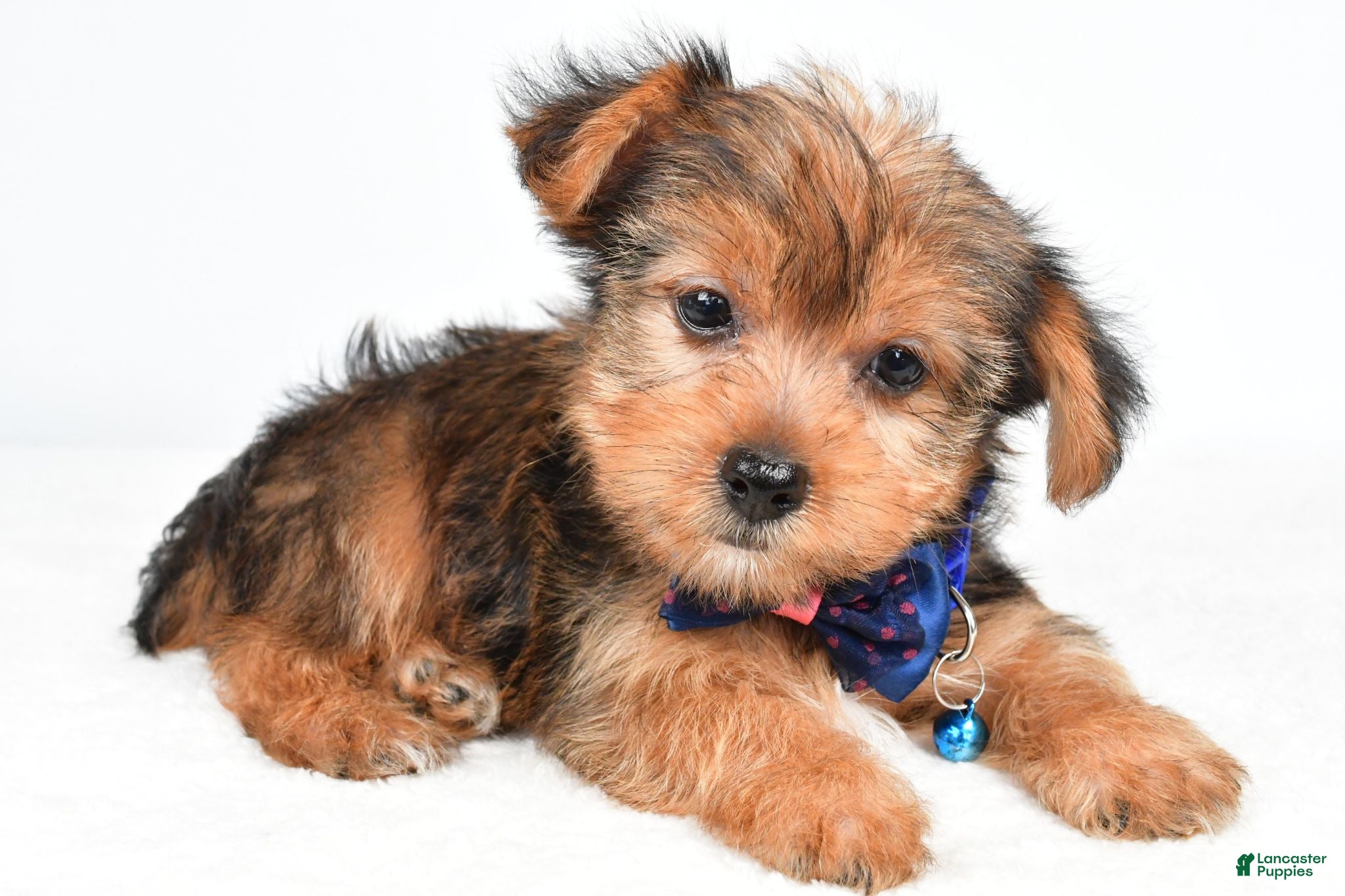 Yorkshire Terrier dogs Wyatt - Ad 2