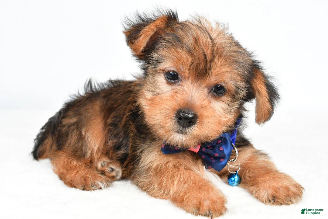 Yorkshire Terrier dogs for sale: Wyatt - Ad 2
