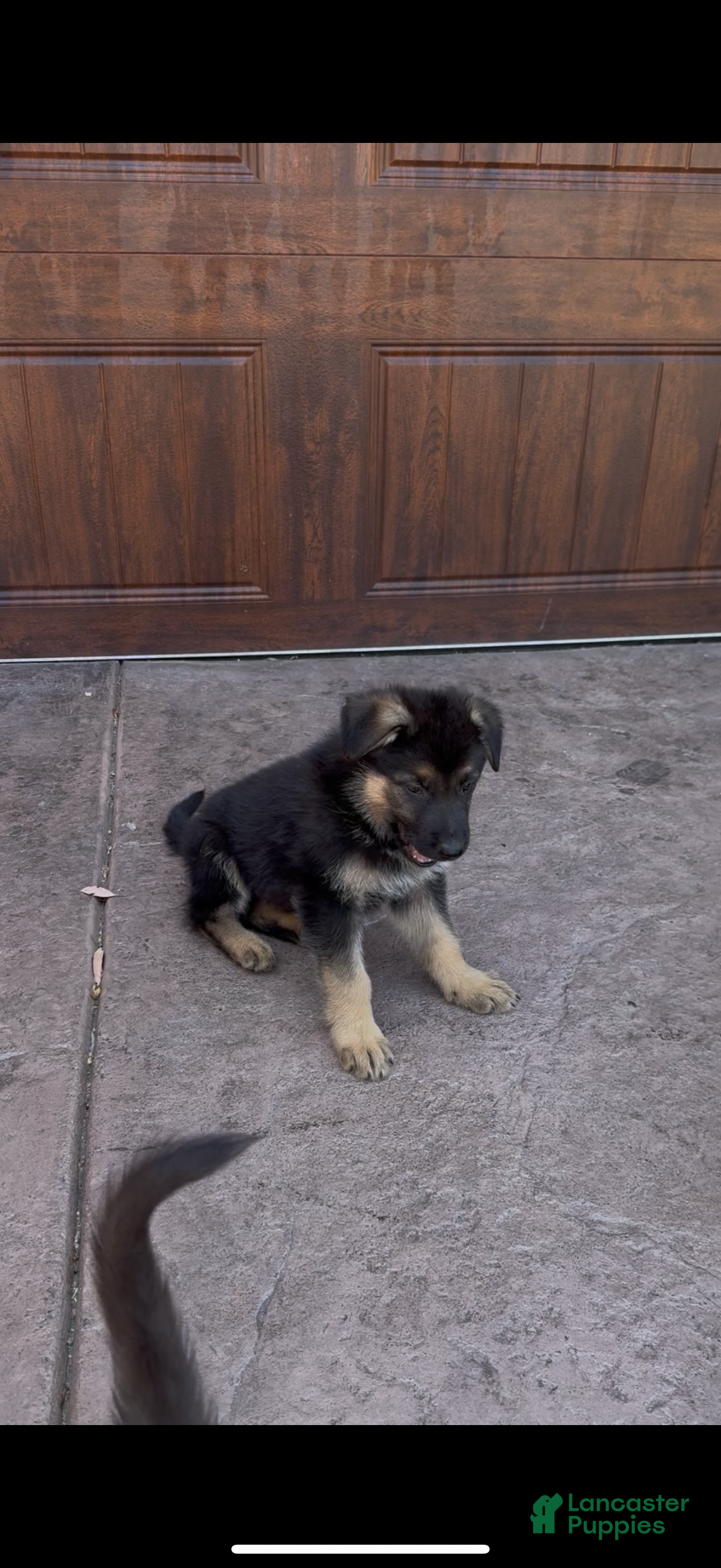 German Shepherd dogs German Shepherd 4 - Ad 1