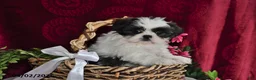 Shih Tzu dogs for sale: Shayla - Ad 3