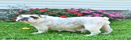 English Bulldog dogs for sale: Carl - Ad 6