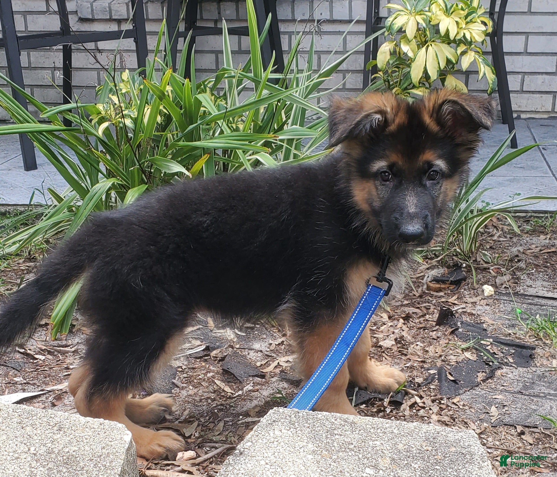 German Shepherd dogs Brownie - Ad 8