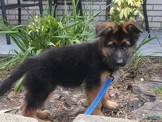 German Shepherd dogs Brownie - Ad 12