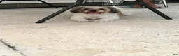 Shih Tzu dogs for sale: Panda - Ad 3