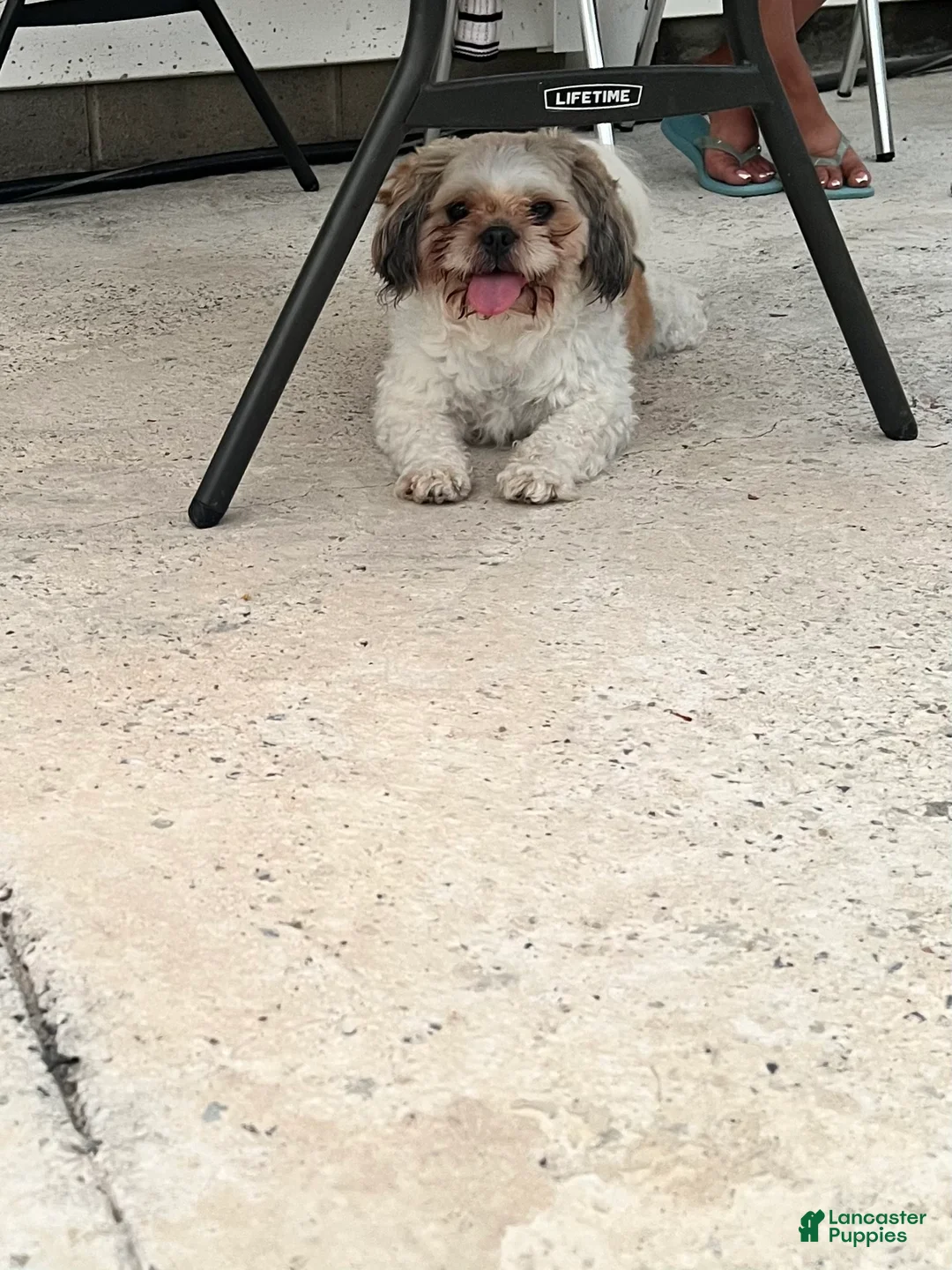 Shih Tzu dogs for sale: Panda - Ad 3