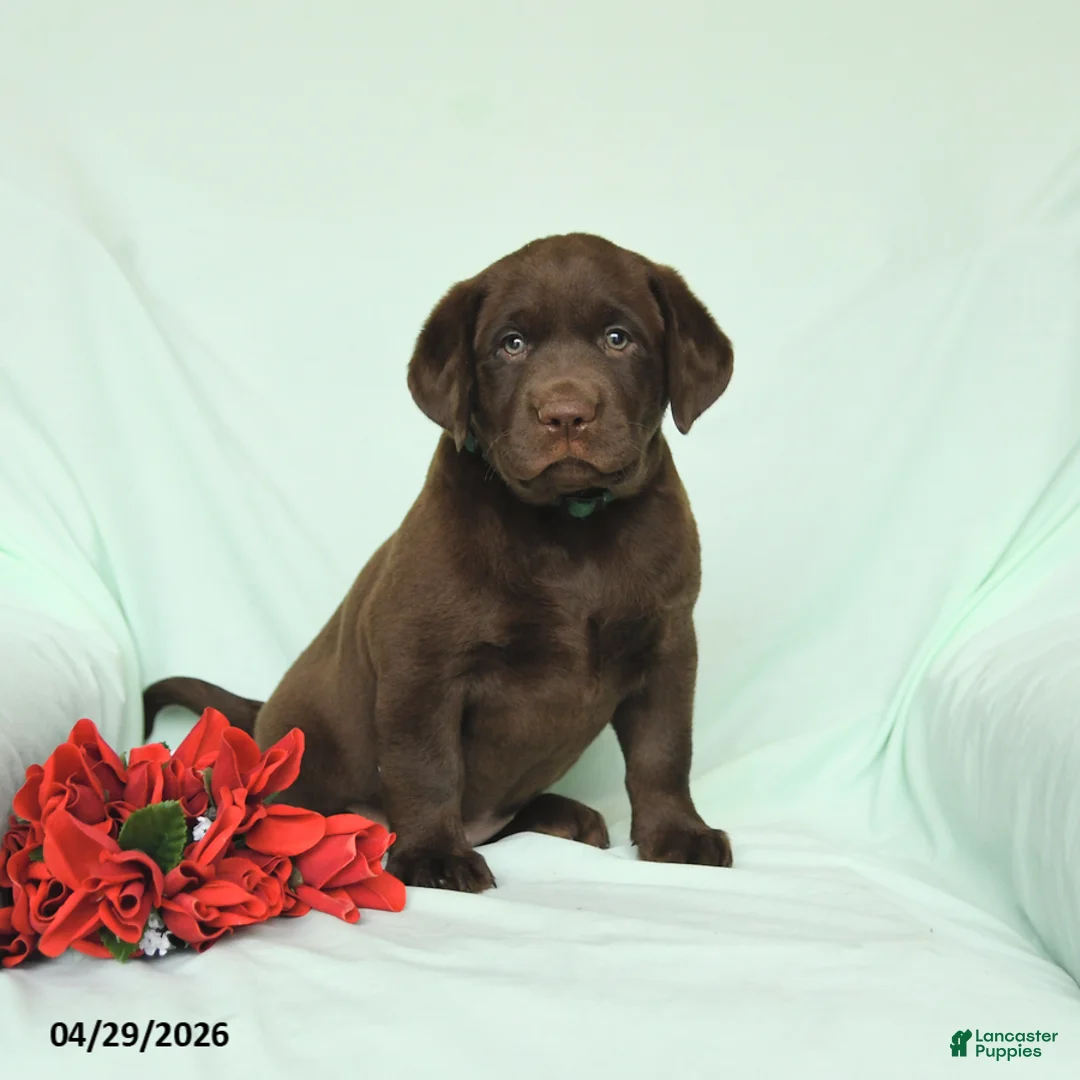 Labrador Retriever dogs for sale: Teddy - Ad 2