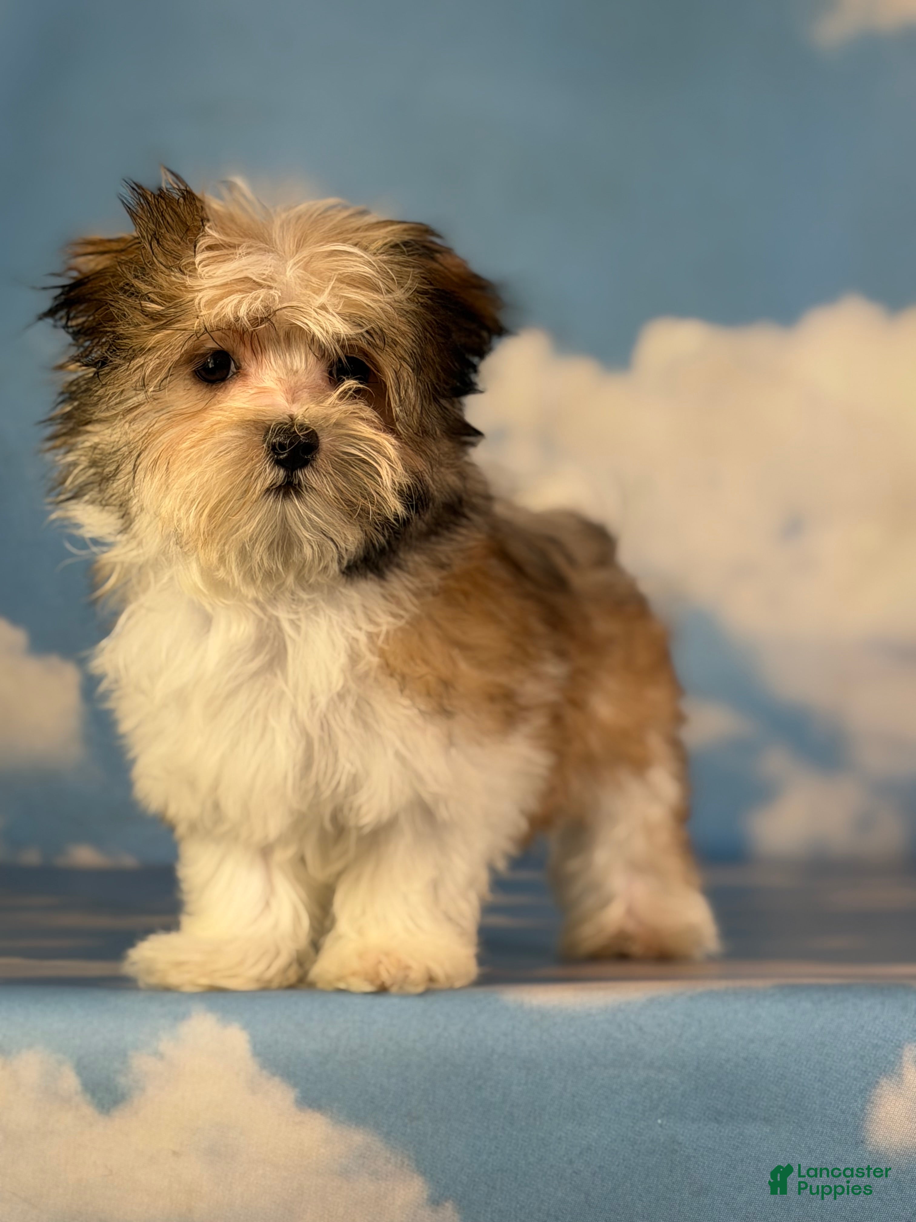 Morkie dogs for sale: Tucker - Ad 1