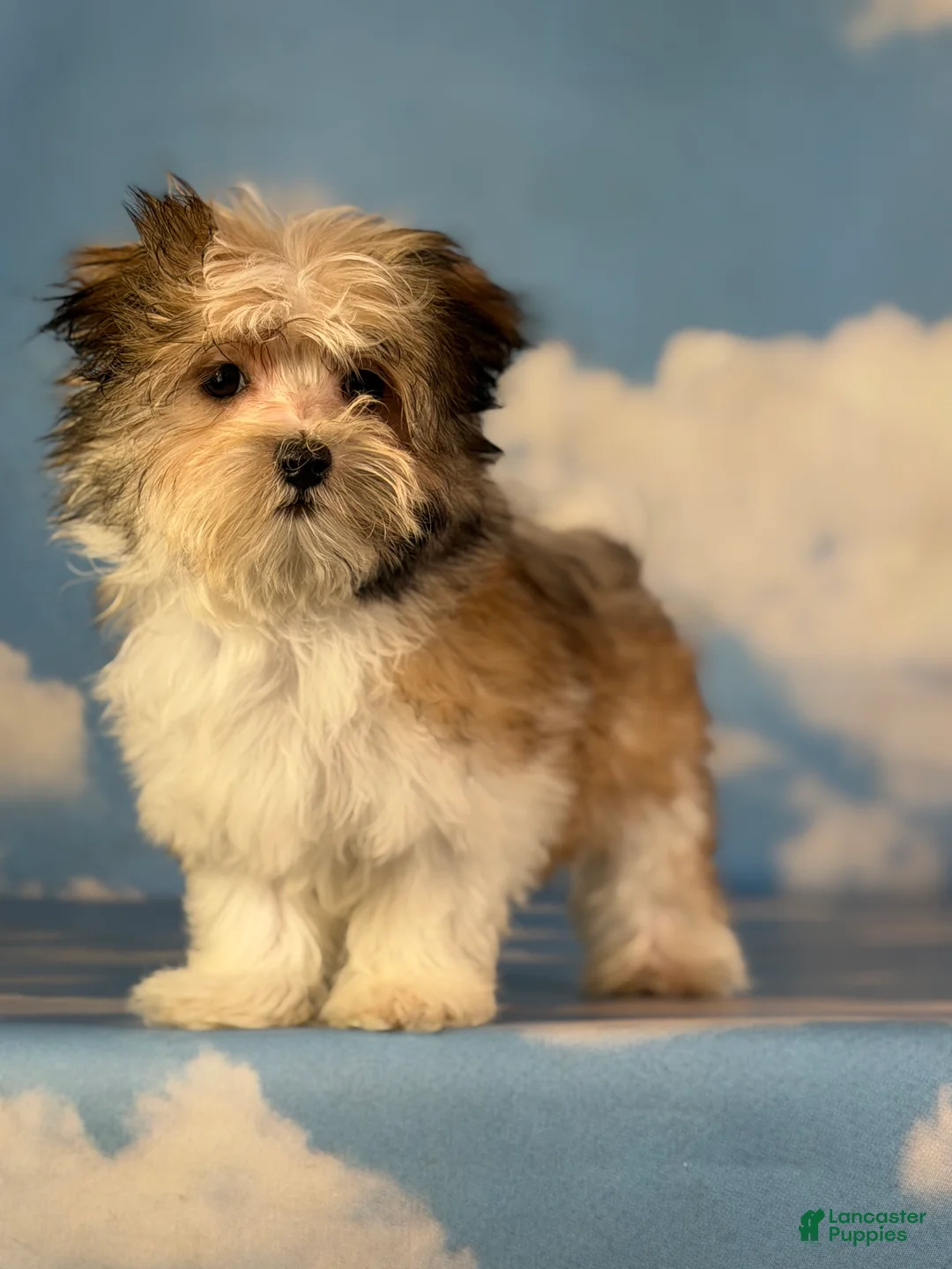 Morkie dogs for sale: Tucker - Ad 1