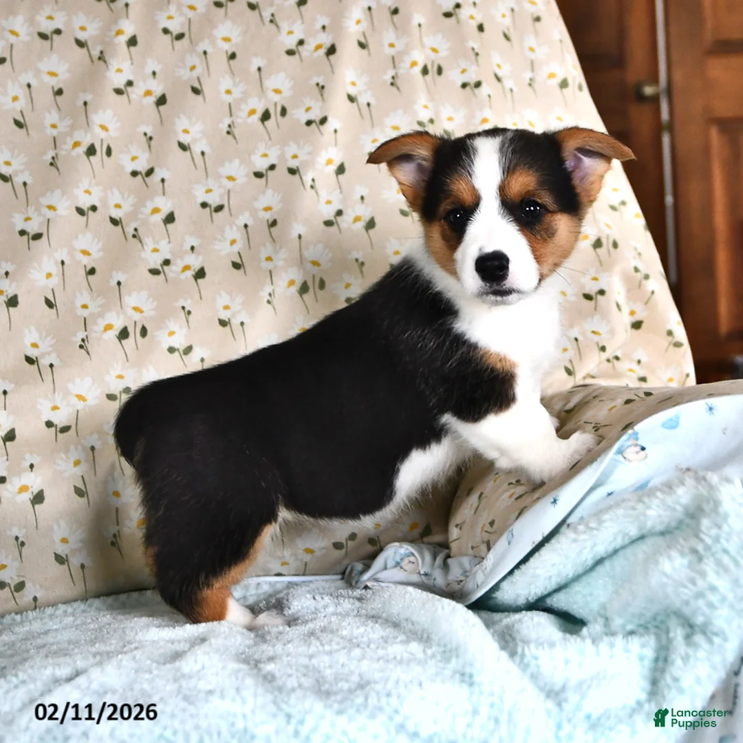 Welsh Corgi Pembroke dogs for sale: Mia   - Ad 4