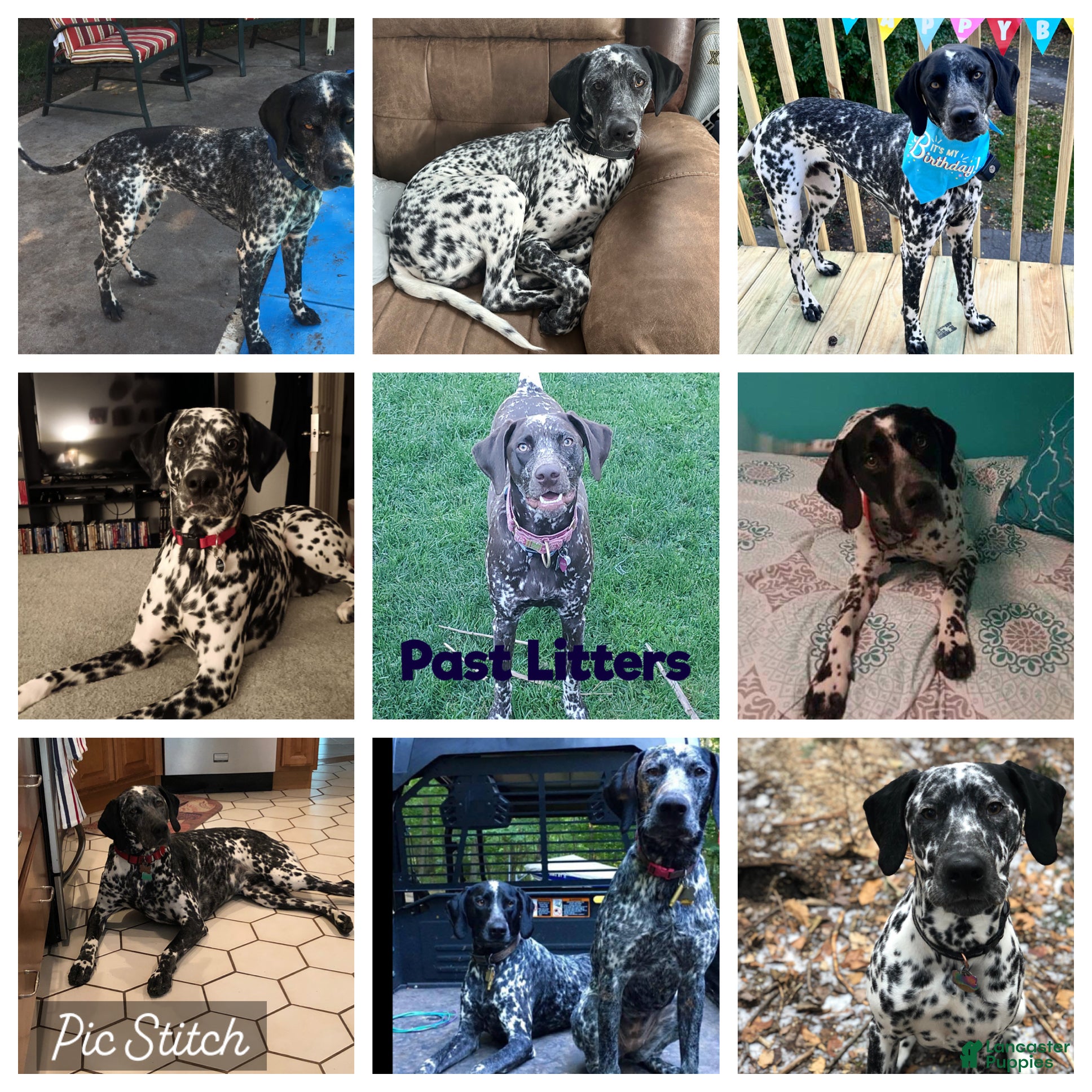 Mixed Breed dogs 🐨Koala-Dalmatian/GSP - Ad 2