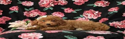 Mini Goldendoodle dogs for sale: Stefani 10 lbs full grown - Ad 6