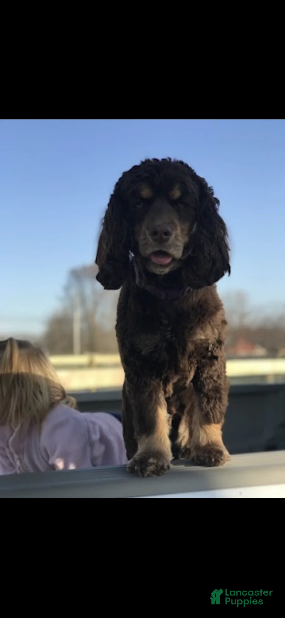 Cocker Spaniel dogs for sale: Fancy - Ad 2