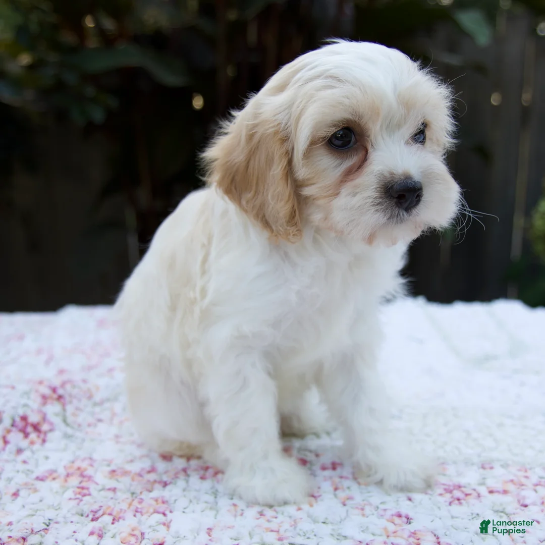 Cavapoo dogs for sale: Fiona - Ad 2