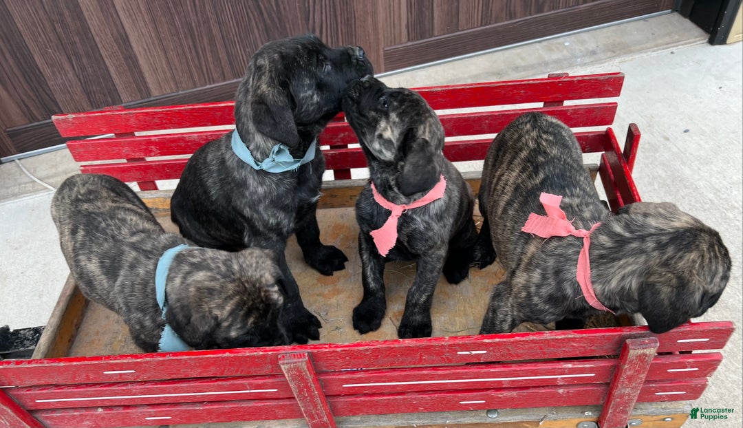 English Mastiff dogs for sale: CLOEY🐾❤️AKC Purebreed❤️Call 814-996-9195 - Ad 5