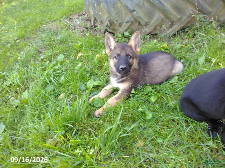 German Shepherd dogs Brenda - Ad 2