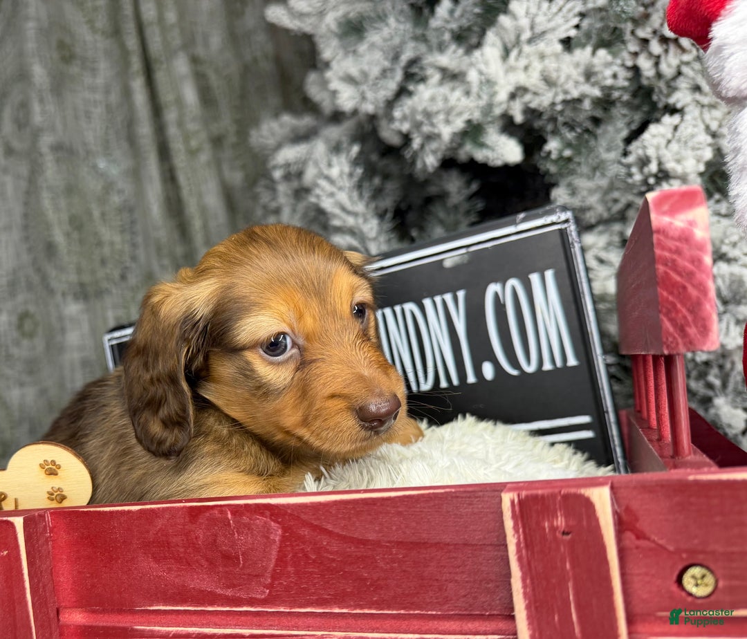Miniature Dachshund dogs for sale: Green eyes- South african - Ad 18