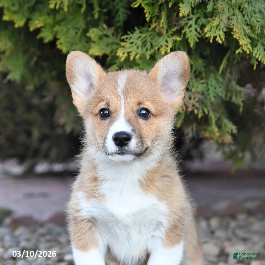 Welsh Corgi Pembroke dogs Lily - Ad 2