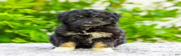 Mini Aussiedoodle dogs for sale: Vanessa - Ad 5