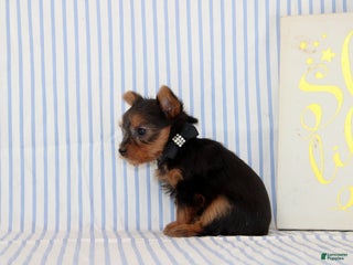 Yorkshire Terrier dogs Bambie - Ad 24