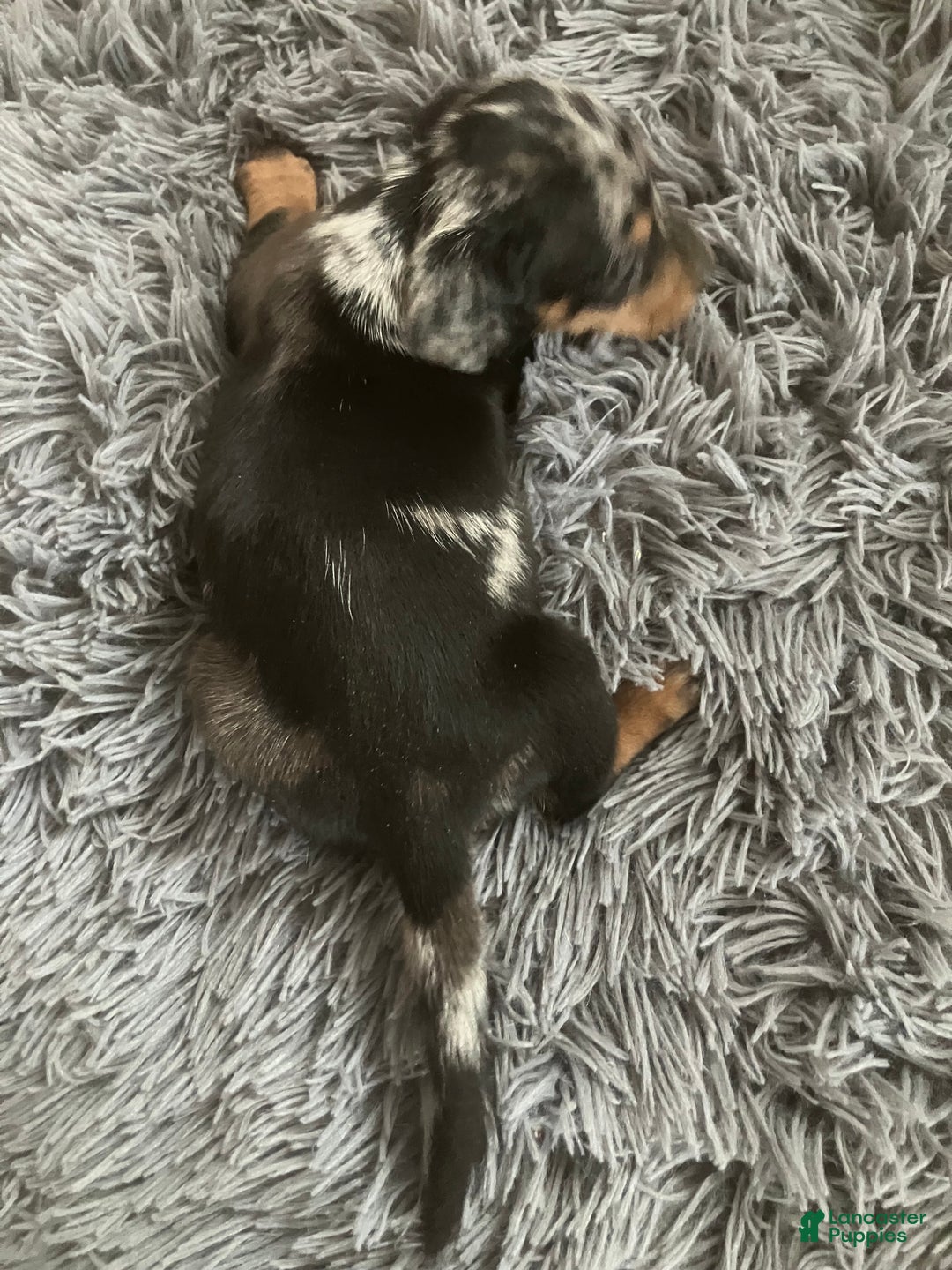 Miniature Dachshund dogs for sale: AKC Julianna - Ad 4